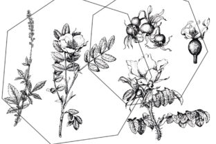 Black Botanical Ink Floral Sketches Set for Print